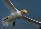 Gannet Flyby